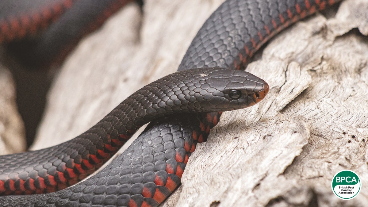 Red bellied black snake PPC107 Red bellied black snake PPC107